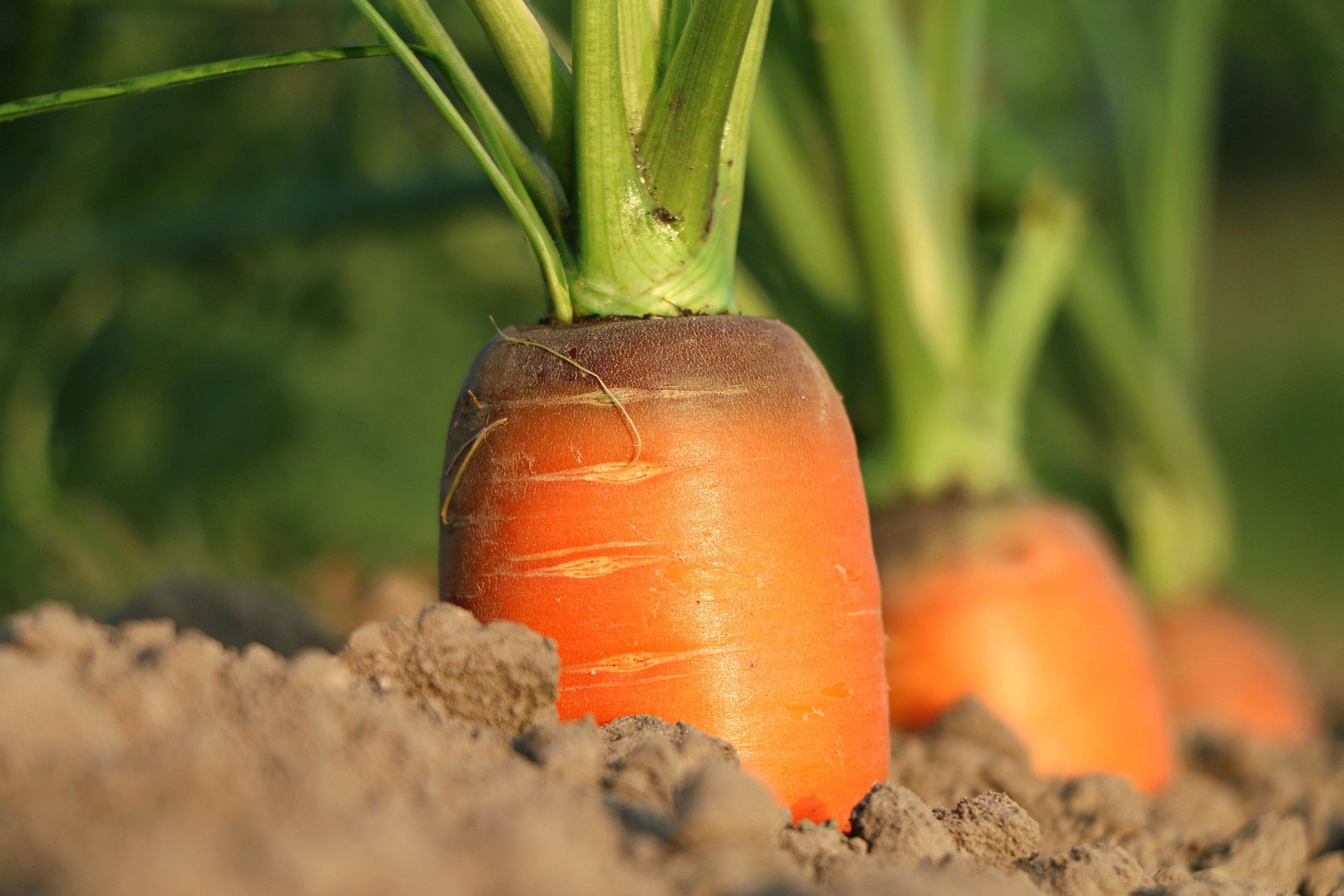 twee handen met enkele aardappelen